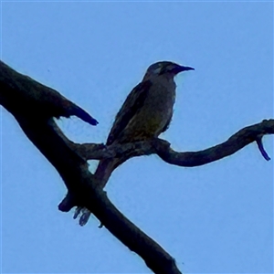 Anthochaera carunculata (Red Wattlebird) at Bruce, ACT - 30 Sep 2025 by Hejor1