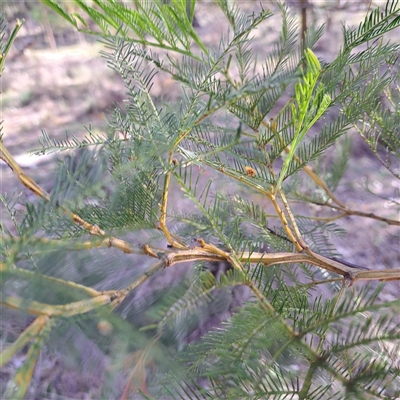 Acacia decurrens (Green Wattle) at Hackett, ACT - 28 Sep 2025 by abread111