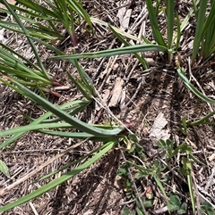 Arthropodium (genus) at Bonner, ACT - 30 Sep 2025 by Untidy