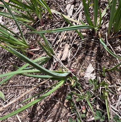 Arthropodium (genus) at Bonner, ACT - 30 Sep 2025 by Untidy