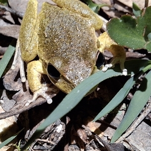 Litoria lesueuri (Lesueur's Tree-frog) by Dron