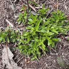 Unverified Plant at Bonner, ACT - 1 Oct 2025 by Untidy