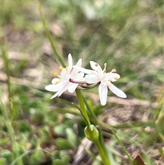 Wurmbea dioica subsp. dioica (Early Nancy) at Bonner, ACT - 1 Oct 2025 by Untidy
