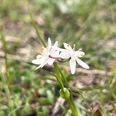 Wurmbea dioica subsp. dioica (Early Nancy) at Bonner, ACT - 1 Oct 2025 by Untidy