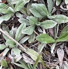 Unverified Plant at Bonner, ACT - 1 Oct 2025 by Untidy