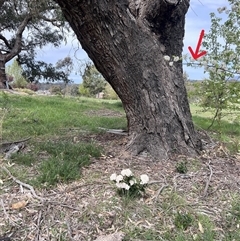 Pyrus sp. at Bonner, ACT - 1 Oct 2025 by Untidy