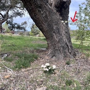 Pyrus sp. at Bonner, ACT - 1 Oct 2025 by Untidy