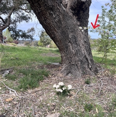 Pyrus sp. at Bonner, ACT - 1 Oct 2025 by Untidy