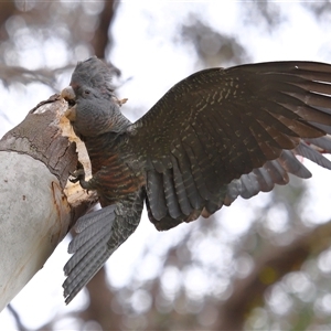 Callocephalon fimbriatum (Gang-gang Cockatoo) at Acton, ACT - 28 Sep 2025 by TimL