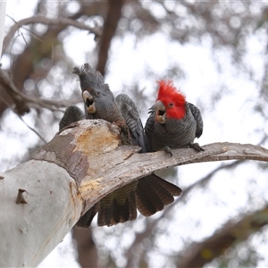 Callocephalon fimbriatum (Gang-gang Cockatoo) at Acton, ACT - 28 Sep 2025 by TimL