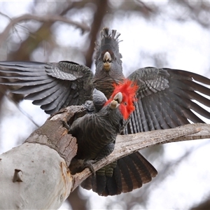Callocephalon fimbriatum (Gang-gang Cockatoo) at Acton, ACT - 28 Sep 2025 by TimL