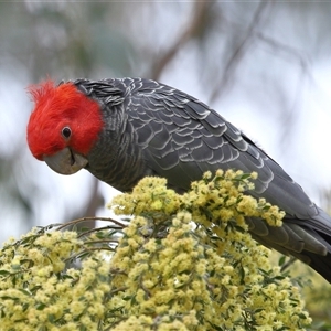 Callocephalon fimbriatum (Gang-gang Cockatoo) at Acton, ACT - 28 Sep 2025 by TimL