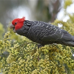 Callocephalon fimbriatum at Acton, ACT - suppressed
