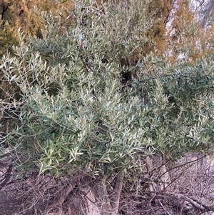 Olea europaea subsp. cuspidata (African Olive) at Watson, ACT - 27 Sep 2025 by waltraud