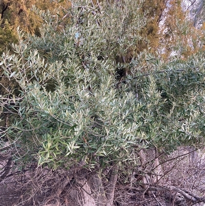 Olea europaea subsp. cuspidata (African Olive) at Watson, ACT - 27 Sep 2025 by waltraud
