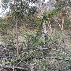 Pyracantha sp. (Firethorn) at Hackett, ACT - 27 Sep 2025 by waltraud
