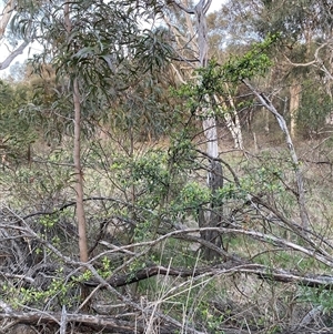 Pyracantha sp. (Firethorn) at Hackett, ACT - 27 Sep 2025 by waltraud