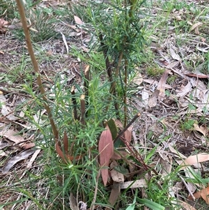 Cassinia longifolia (Shiny Cassinia, Cauliflower Bush) at Hackett, ACT - 30 Sep 2025 by waltraud