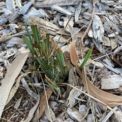 Dianella revoluta (Black-Anther Flax Lily) at Hackett, ACT - 30 Sep 2025 by waltraud