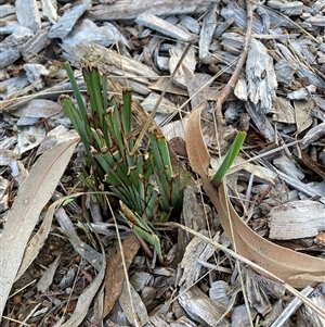 Dianella revoluta (Black-Anther Flax Lily) at Hackett, ACT - 30 Sep 2025 by waltraud