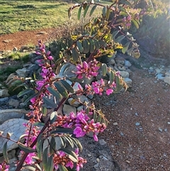 Indigofera australis subsp. australis (Australian Indigo) at Gundaroo, NSW - 1 Oct 2025 by Gunyijan