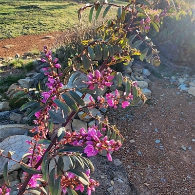 Indigofera australis subsp. australis (Australian Indigo) at Gundaroo, NSW - 1 Oct 2025 by Gunyijan