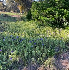 Vinca major (Blue Periwinkle) at Hackett, ACT - 30 Sep 2025 by waltraud