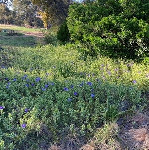 Vinca major (Blue Periwinkle) at Hackett, ACT - 30 Sep 2025 by waltraud