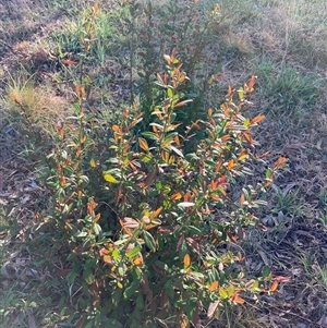 Unverified Other Shrub at Hackett, ACT - 30 Sep 2025 by waltraud