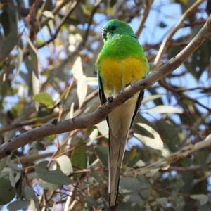 Psephotus haematonotus (Red-rumped Parrot) at Pialligo, ACT - 28 Sep 2025 by LineMarie