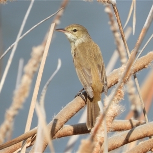 Acrocephalus australis (Australian Reed-Warbler) at Coombs, ACT - 30 Sep 2025 by LineMarie
