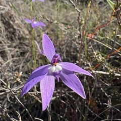 Glossodia major (Wax Lip Orchid) at Bruce, ACT - 29 Sep 2025 by LeahColebrook