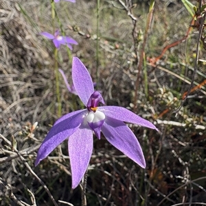 Glossodia major (Wax Lip Orchid) at Bruce, ACT - 29 Sep 2025 by LeahColebrook