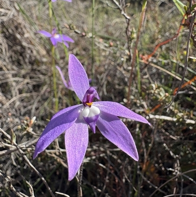Glossodia major (Wax Lip Orchid) at Bruce, ACT - 29 Sep 2025 by LeahColebrook