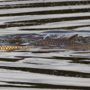 Cyprinus carpio (Common Carp) at Fyshwick, ACT - 29 Sep 2025 by rawshorty