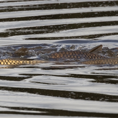 Cyprinus carpio (Common Carp) at Fyshwick, ACT - 29 Sep 2025 by rawshorty