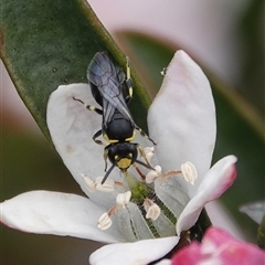 Hylaeus (Gnathoprosopoides) bituberculatus (Hylaeine colletid bee) at Hall, ACT - 27 Sep 2025 by Anna123