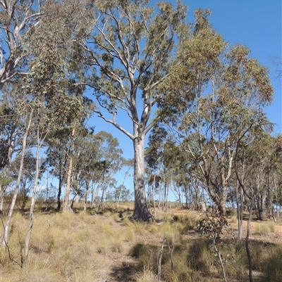 Eucalyptus rossii (Inland Scribbly Gum) at Pialligo, ACT - 26 Oct 2024 by MichaelBedingfield