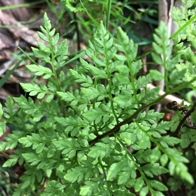 Cheilanthes austrotenuifolia at Lower Borough, NSW - 27 Sep 2025 by mcleana