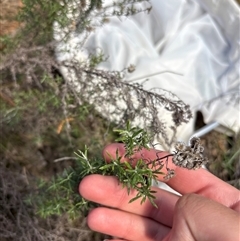 Chrysocephalum semipapposum (Clustered Everlasting) at Red Hill, ACT - 1 Oct 2025 by KaiDewPHD