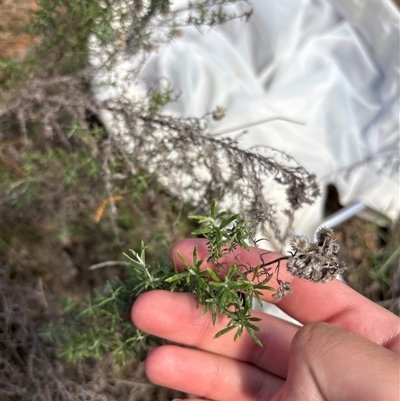 Chrysocephalum semipapposum (Clustered Everlasting) at Red Hill, ACT - 1 Oct 2025 by KaiDewPHD