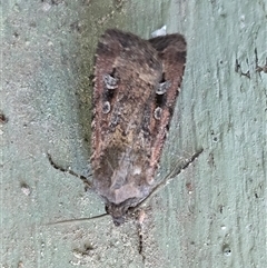 Agrotis infusa at Isaacs, ACT - 1 Oct 2025 by Mike