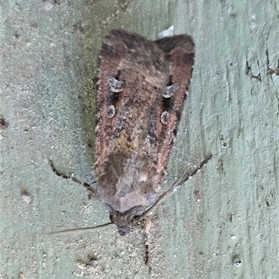 Agrotis infusa at Isaacs, ACT - 1 Oct 2025 by Mike