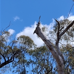 Callocephalon fimbriatum (Gang-gang Cockatoo) at Bruce, ACT - 1 Oct 2025 by mainsprite