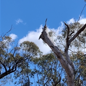 Callocephalon fimbriatum (Gang-gang Cockatoo) at Bruce, ACT - 1 Oct 2025 by mainsprite