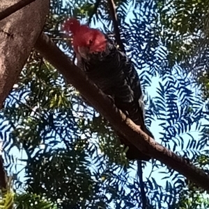 Callocephalon fimbriatum (Gang-gang Cockatoo) at Mittagong, NSW - 1 Oct 2025 by BarbaraW