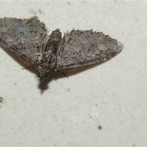 Phrissogonus laticostata (Apple looper moth) at Borough, NSW - 30 Sep 2025 by Paul4K