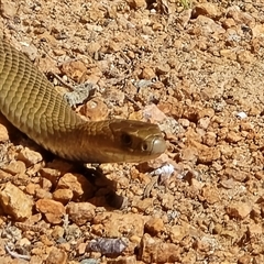 Pseudonaja textilis (Eastern Brown Snake) at Isaacs, ACT - 1 Oct 2025 by Mike