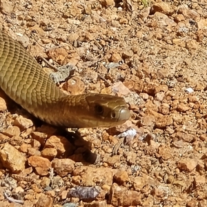 Pseudonaja textilis (Eastern Brown Snake) at Isaacs, ACT - 1 Oct 2025 by Mike