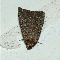 Hypoperigea tonsa (A Noctuid moth (Acronictinae) at Borough, NSW - 30 Sep 2025 by Paul4K